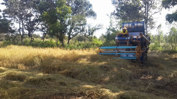 ขายรถเกี่ยวข้าว เกษตรพัฒนาไอ้หนุ่มไวไฟ ช่วงล่าง12นอก ปั๊ม23 เครื่องอีซูซุ230โบว์ พร้อมลงลุยเกี่ยว ตู้ใหม่ โซ่เต็ม