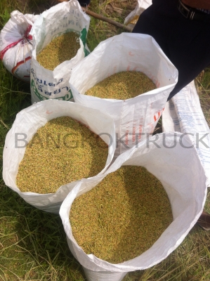 รถเกี่ยวข้าวน้อย 086-8053515