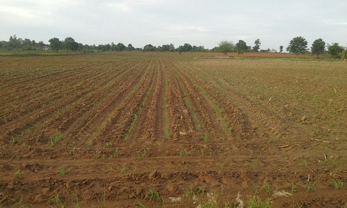 ขายที่ดินติดทางสาธารณะ  29 ไร่ ราคา 250,000 บาทต่อไร่  อ.สีคิ้ว