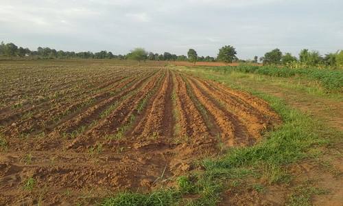 ขายที่ดินติดทางสาธารณะ  29 ไร่ ราคา 250,000 บาทต่อไร่  อ.สีคิ้ว