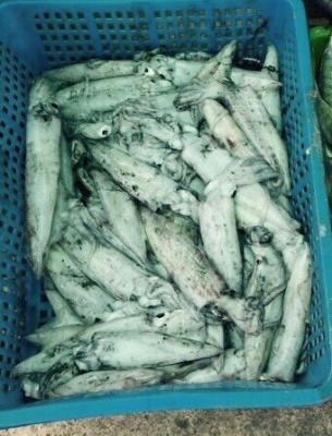 ขายไฟเขียวตกหมึก led ขายไฟเขียวตกหมึก led