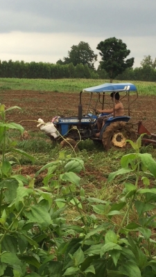 ขายรถไถนาเล็กราคาถูก