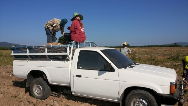 บิิกเอ็มดั้มเครื่องแดงBD25ใช้บรรทุกพืชผลการเกษตคล่องตัวเร็วขนานบรรทุก3ตัน/รับประกันดั้ม3เดียนพร้อมใช้ส่งฟรี