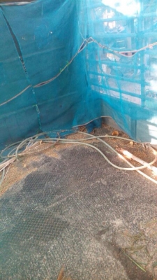 ขายกระบะ ISUZU NKR 130