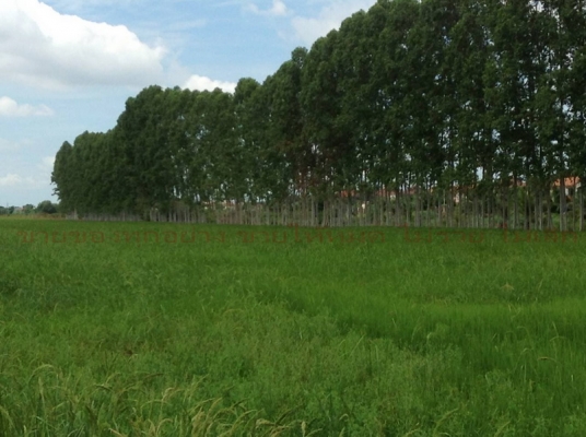 ขายที่ คู้ซ้าย หนองจอก(ถ.คู้คลองสิบ)