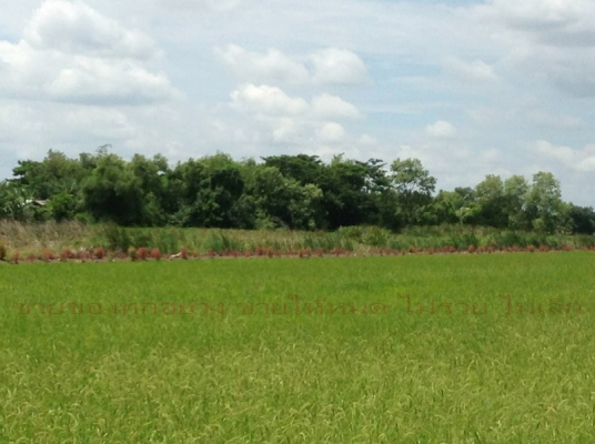 ขายที่ คู้ซ้าย หนองจอก(ถ.คู้คลองสิบ)