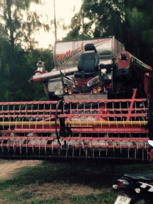 ขาย ไทยเส็งมดตะนอย