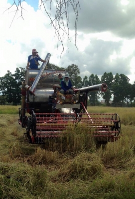 ขาย ไทยเส็งมดตะนอย