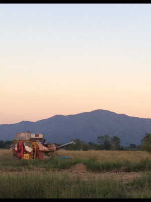 ขายดาวน์รถเกี่ยวข้าว ไอ้หนุ่ม(ปลดหนี้) ปี56