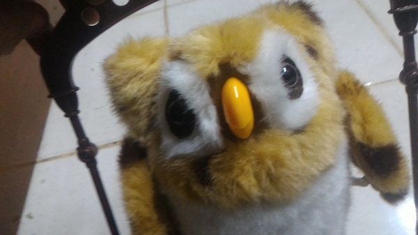 นกฮูกขยับและพูดได้ TALKING  OWL น่ารักสวยงาม ของใหม่ในกล่อง