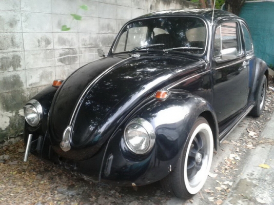 ขออนุญาตขายกระดองเต่าดำ