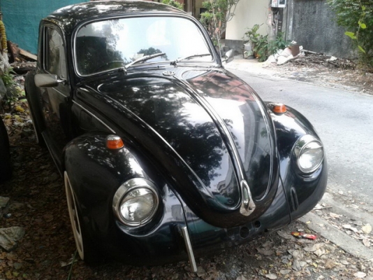 ขออนุญาตขายกระดองเต่าดำ