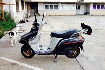 ขาย HONDA Freeway 250 ขาย HONDA Freeway 250