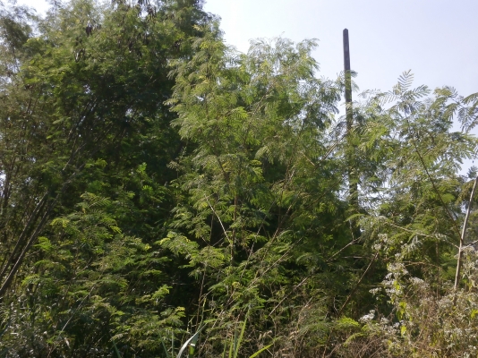 ที่ดิน เขาใหญ่ 1 ไร่ ที่ดิน เขาใหญ่ 1 ไร่