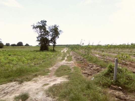 ขายที่ดิน จ.ชลบุรี ติด ถ.331 เข้าซอยประมาณ 800 ม 30 ไร่ 1 งาน เหมาะสร้างโรงงาน โกดัง บ้านจัดสรร ไร่ละ ราคา 750000 บาท ขายที่ดิน จ.ชลบุรี ติด ถ.331 เข้าซอยประมาณ 800 ม 30 ไร่ 1 งาน เหมาะสร้างโรงงาน โกดัง บ้านจัดสรร ไร่ละ ราคา 750000 บาท