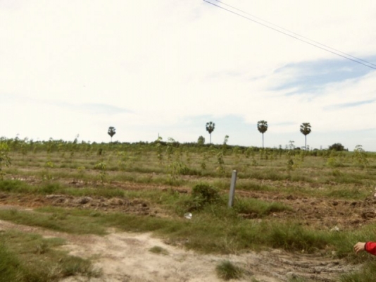 ขายที่ดิน จ.ชลบุรี ติด ถ.331 เข้าซอยประมาณ 800 ม 30 ไร่ 1 งาน เหมาะสร้างโรงงาน โกดัง บ้านจัดสรร ไร่ละ ราคา 750000 บาท