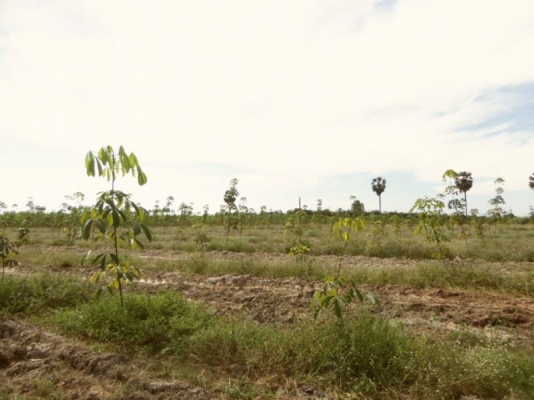 ขายที่ดิน จ.ชลบุรี ติด ถ.331 เข้าซอยประมาณ 800 ม 30 ไร่ 1 งาน เหมาะสร้างโรงงาน โกดัง บ้านจัดสรร ไร่ละ ราคา 750000 บาท ขายที่ดิน จ.ชลบุรี ติด ถ.331 เข้าซอยประมาณ 800 ม 30 ไร่ 1 งาน เหมาะสร้างโรงงาน โกดัง บ้านจัดสรร ไร่ละ ราคา 750000 บาท