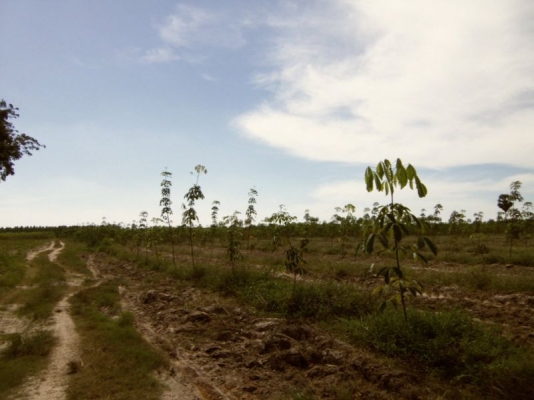 ขายที่ดิน จ.ชลบุรี ติด ถ.331 เข้าซอยประมาณ 800 ม 30 ไร่ 1 งาน เหมาะสร้างโรงงาน โกดัง บ้านจัดสรร ไร่ละ ราคา 750000 บาท ขายที่ดิน จ.ชลบุรี ติด ถ.331 เข้าซอยประมาณ 800 ม 30 ไร่ 1 งาน เหมาะสร้างโรงงาน โกดัง บ้านจัดสรร ไร่ละ ราคา 750000 บาท