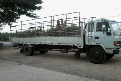 หกล้อใหญ่ อีซูซุ FTR195นางฟ้า รุ่นยาวพิเศษ ช่วงยาว 8.เมตร สภาพดีสวยบางเดิมพร้อมใช้ ทะเบียนพร้อมโอน หกล้อใหญ่ อีซูซุ FTR195นางฟ้า รุ่นยาวพิเศษ ช่วงยาว 8.เมตร สภาพดีสวยบางเดิมพร้อมใช้ ทะเบียนพร้อมโอน