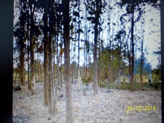 ขาย  150000 บาท ขายต้นไม้สัก จำนวน 270 ต้น