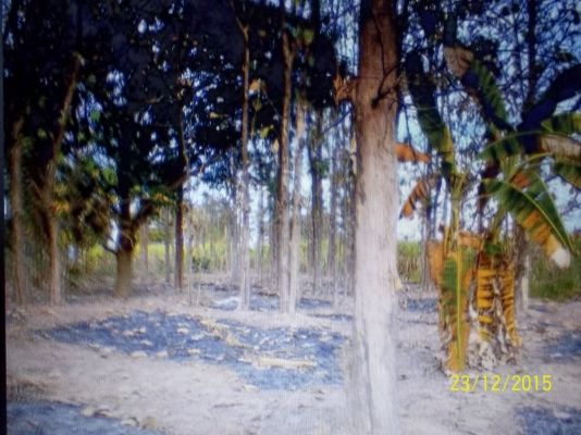 ขาย  150000 บาท ขายต้นไม้สัก จำนวน 270 ต้น