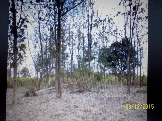 ขาย  150000 บาท ขายต้นไม้สัก จำนวน 270 ต้น