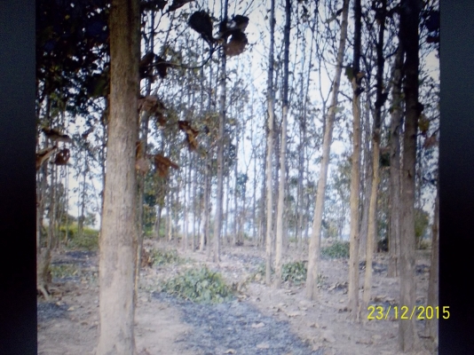 ขาย  150000 บาท ขายต้นไม้สัก จำนวน 270 ต้น