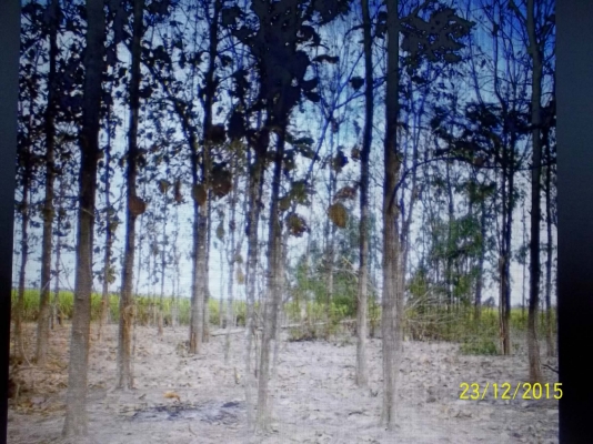 ขาย  150000 บาท ขายต้นไม้สัก จำนวน 270 ต้น