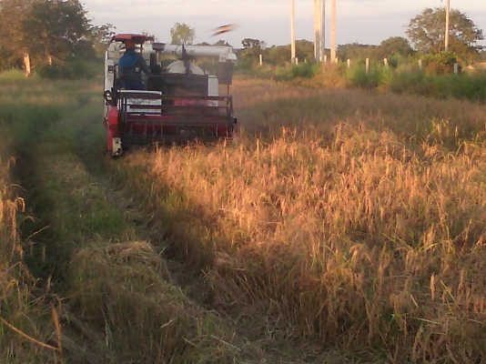 ขายรถเกี่ยวข้าว DC 68G