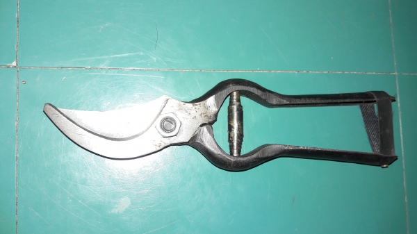 ขายกรรไกรตัดกิ่งไม้ตราไก่งานเก่าเก็บขนาด8" ขายกรรไกรตัดกิ่งไม้ตราไก่งานเก่าเก็บขนาด8"