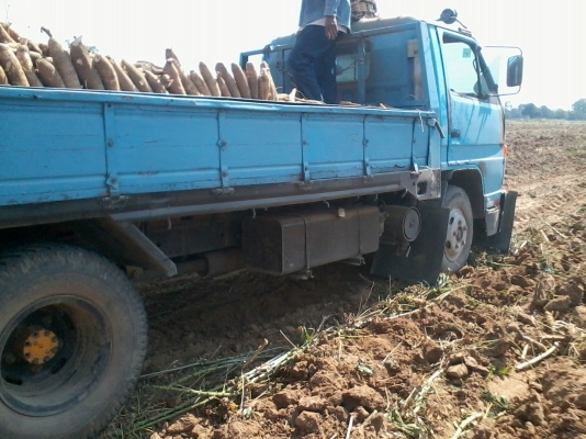 ขาย 6 ล้อ NPR 115 ตัวแรก ราคาพอใช้ ขาย 6 ล้อ NPR 115 ตัวแรก ราคาพอใช้