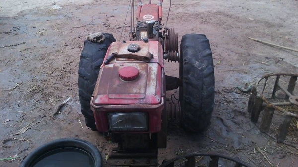 ขายยันม่า mจ้าวโลกหางลิงลม