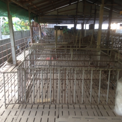 ขายด่วนโรงสีกลาง เเละ คอกหมู ขายด่วนโรงสีกลาง เเละ คอกหมู