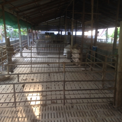 ขายด่วนโรงสีกลาง เเละ คอกหมู ขายด่วนโรงสีกลาง เเละ คอกหมู