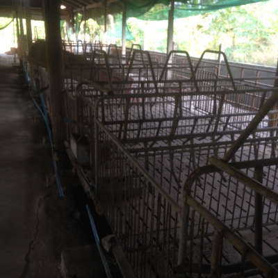 ขายด่วนโรงสีกลาง เเละ คอกหมู