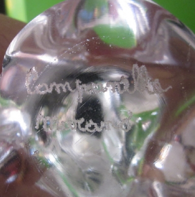 แก้วคริสตัลฉลามชล ชลบุรีเอฟซี**ลดราคาอีกครับ**