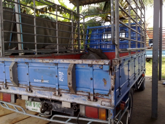 ขาย 4 ล้อใหญ่ ป้ายเล็ก nkr 66e