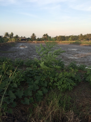 ขายที่ดิน4ไร่บ้านแพ้วถนนสวนส้ม-อำแพง