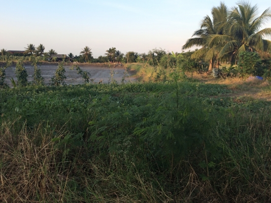 ขายที่ดิน4ไร่บ้านแพ้วถนนสวนส้ม-อำแพง