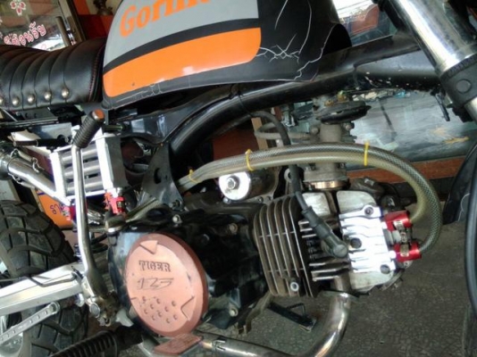 กอริลล่า ราคาถูก กอริลล่า ราคาถูก