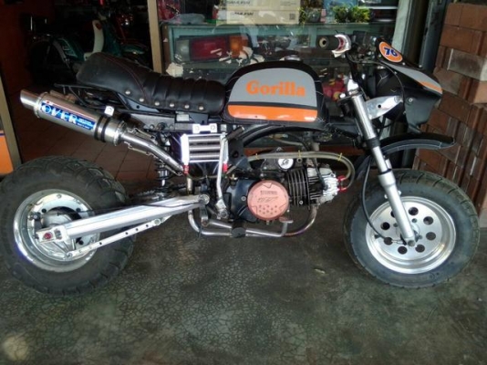 กอริลล่า ราคาถูก กอริลล่า ราคาถูก