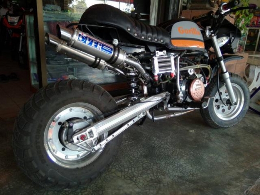 กอริลล่า ราคาถูก กอริลล่า ราคาถูก