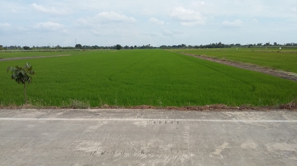 ขายที่ดิน 106 ไร่ ในซอยวัดลาดปลาดุก นนทบุรี