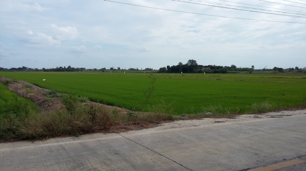 ขายที่ดิน 106 ไร่ ในซอยวัดลาดปลาดุก นนทบุรี