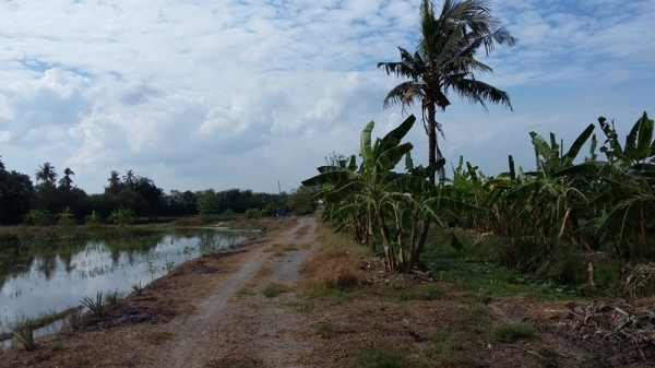ขายที่ดิน 106 ไร่ ในซอยวัดลาดปลาดุก นนทบุรี