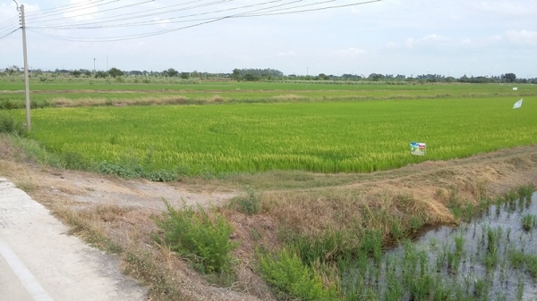ขายที่ดิน 106 ไร่ ในซอยวัดลาดปลาดุก นนทบุรี