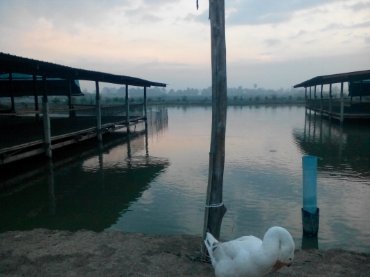 ขายเล้าเป็ดพร้อมที่ดิน