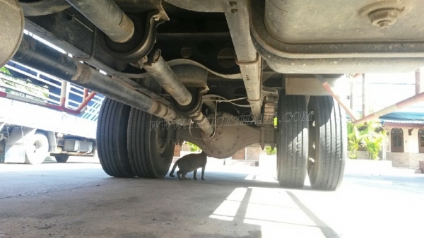 รถบรรทุก 6 ล้อ HINO MEGA FG เก่าเก็บไม่ได้ใช้งาน ปีจดทะเบียน 2551 รถบรรทุก 6 ล้อ HINO MEGA FG เก่าเก็บไม่ได้ใช้งาน ปีจดทะเบียน 2551