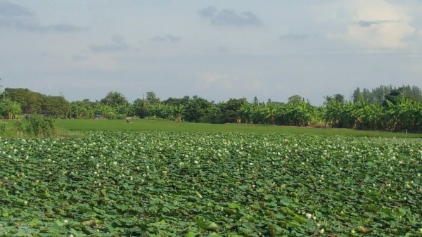 ท่ีนาผักบุ้ง ต. บางแม่นาง อ.บางใหญ่ จ.นนทบุรี เนื้อที่342ตารางวา ราคาประเมินตารางวาล่ะ10000บาท