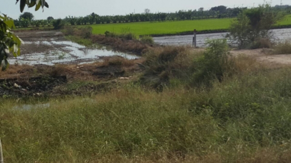 ท่ีนาผักบุ้ง ต. บางแม่นาง อ.บางใหญ่ จ.นนทบุรี เนื้อที่342ตารางวา ราคาประเมินตารางวาล่ะ10000บาท